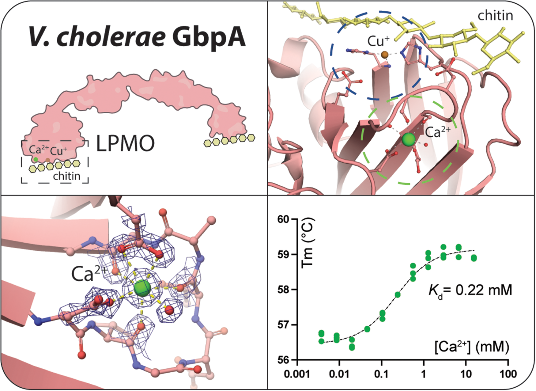 graphical abstract for Calcium-binding site in AA10 LPMO from Vibrio cholerae suggests modulating effects during environmental survival and infection - open in full screen