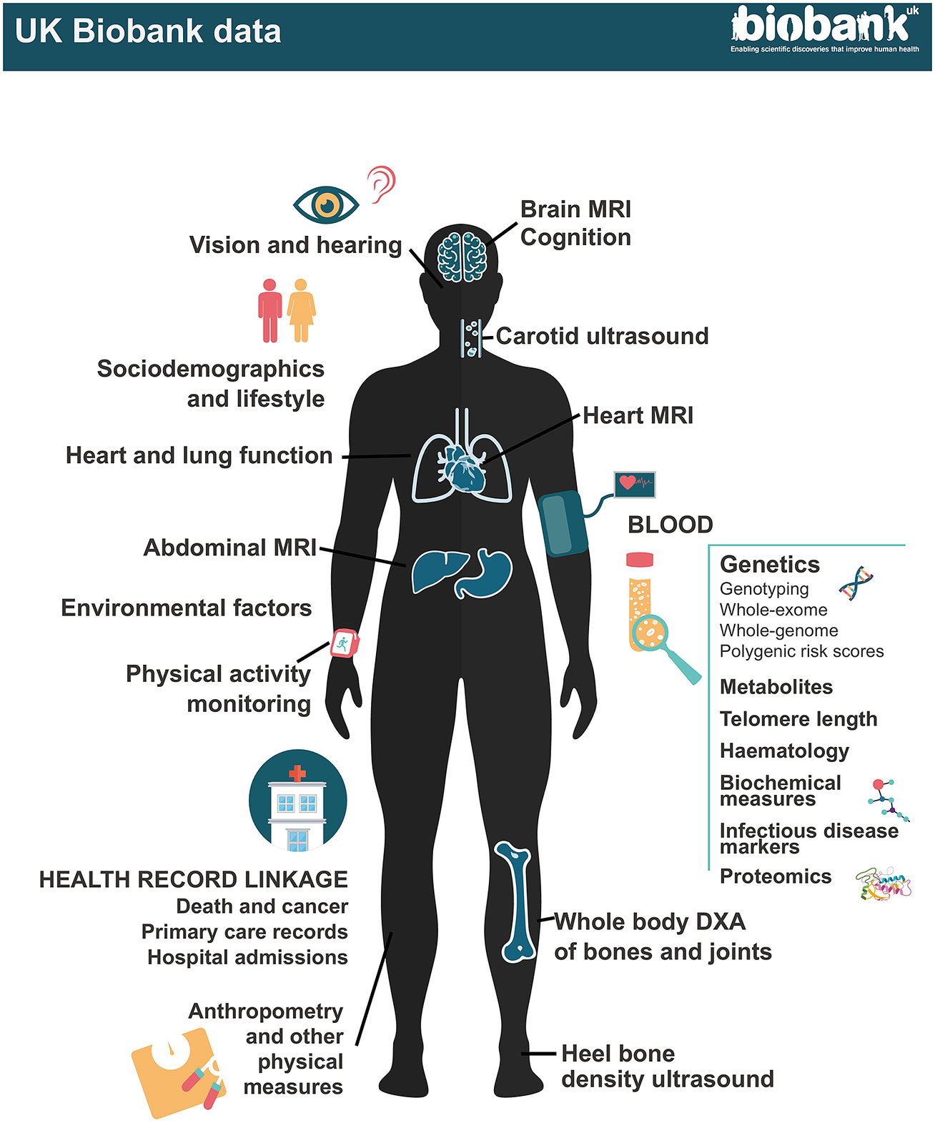 graphical abstract for UK biobank: Enhanced assessment of the epidemiology and long-term impact of coronavirus disease-2019 - open in full screen